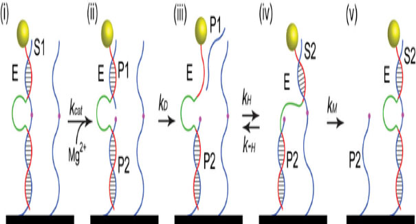 Scientists can create a motor out of your DNA