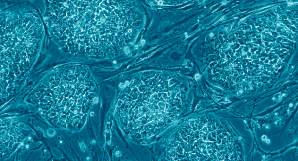 DIY lab to genetically modify embryos would only cost $2,000