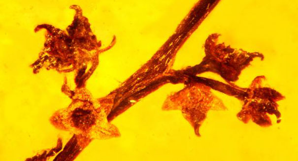 Amber fossil captures microscopic image of sexual reproduction in flowering plants