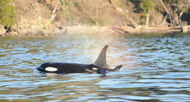 It’s official: Killer whale calf J50 is a girl