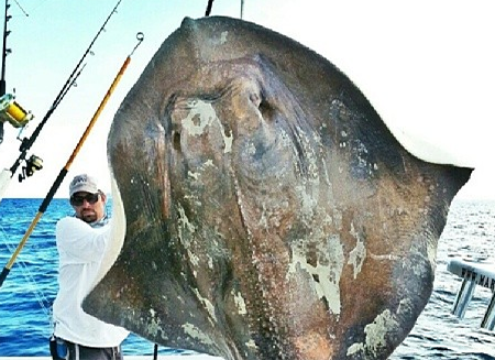 Monstrous 800 lb roughtail stingray, not hookskate, caught off Miami Beach