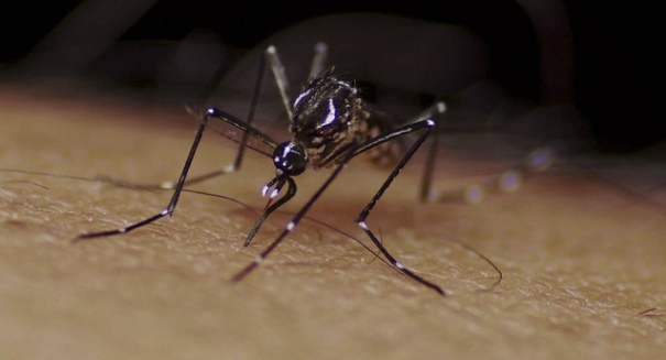 Yellow fever mosquito detected in California; could ‘change the way we live’ in Golden State