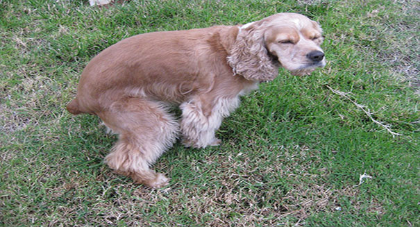 Pooping with a purpose: Dogs align bodies to Earth’s axis when going potty