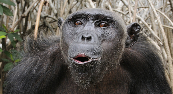 All Chimpanzees have suddenly been declared ‘endangered’ — and you’ll never guess why