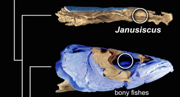 Say hello to your ancestor: A tiny Siberian fish