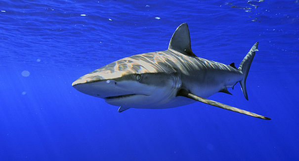 Huge increase in shark attacks on North Carolina coast — but why?