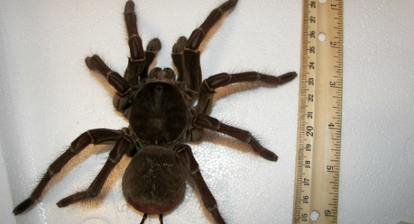 World’s biggest spider spotted in the rainforest of Guyana