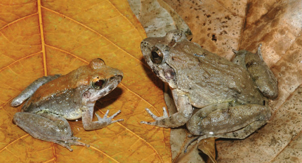 Weird Indonesian frog gives birth to live tadpoles