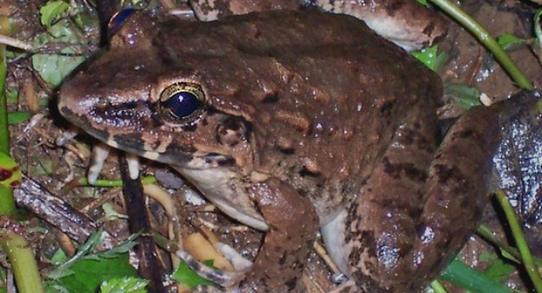 Stunning discovery in Indonesia: a fanged frog that gives birth to live tadpoles