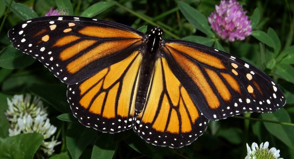 Could the monarch butterfly be placed on the endangered species list?