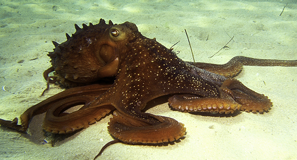 5 amazing facts about Octopuses as researchers map out its genome