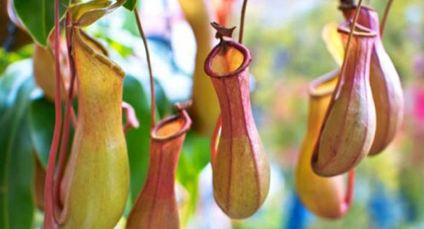 Scientists stunned to find carnivorous pitcher plant “out-thinks” insects