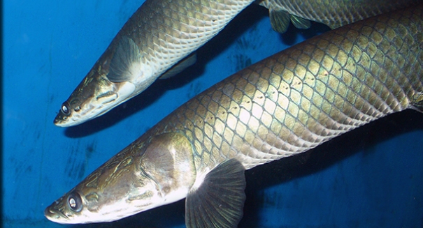 New species of giant air-breating fish found in Brazil