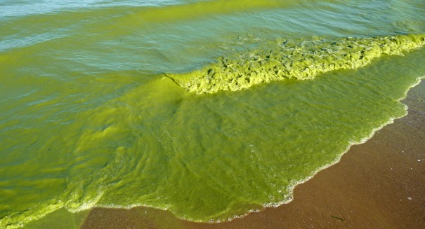 Poisonous algae blooms threaten humans and animals, and NASA is fighting back