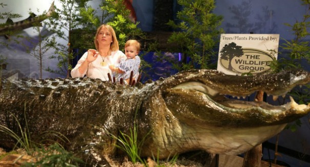 Must see: Biggest gator EVER unveiled in Alabama — 15 feet 9 inches and 1,011.5 pounds