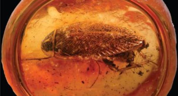 new-discovery-reveals-old-world-cockroach-may-have-originated-in-the