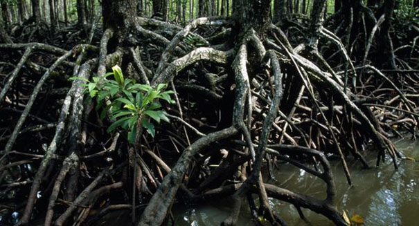 Global warming causes explosion in mangrove forest expansion