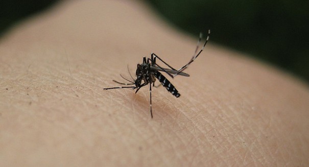 Authorities alarmed after new West Nile Virus cases emerge in Illinois