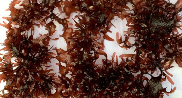 Seaweed that tastes like … bacon?!