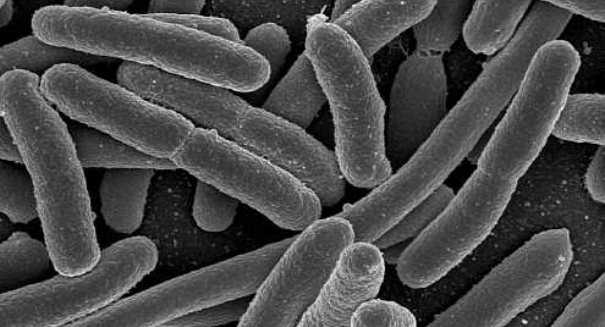 Terrifying flesh-eating bacteria invades Florida beaches