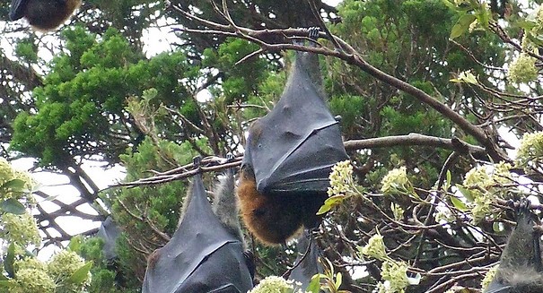 One-two punch for migrating bats, destroyed by windmills and disease