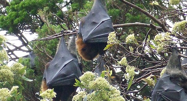 Bats lose lives after flying into wind turbines