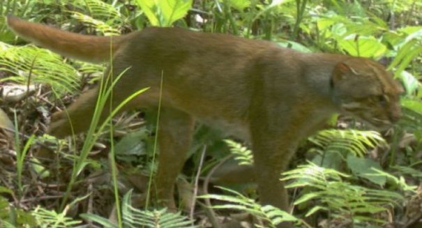 Researchers capture rare footage of little-known bay cat