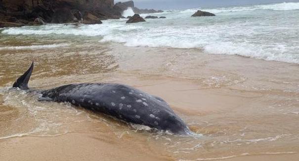 Rare beaked whale beached in Australia