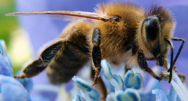 Car exhaust may be confusing honeybees, causing massive dieoffs