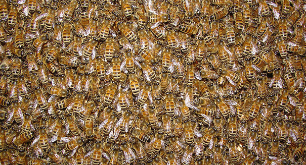 Saving the bees using Mother nature’s immunity strategies:  Bees “vaccinate” their young