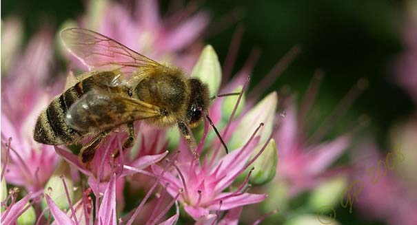 Sunspots contribute to honey bee colony decrease