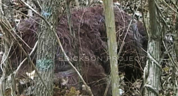 Group says Bigfoot is real, offers DNA, video evidence as proof