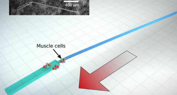 These tiny self-propelled bio-bots swim like sperm [VIDEO]