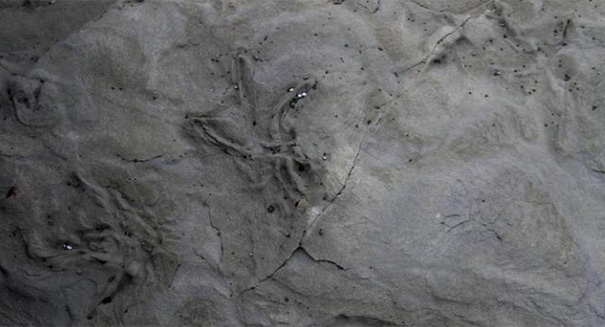 Stunning 100-million-year-old fossilized bird footprints discovered in Australia