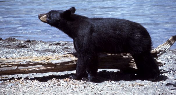 Do drones make bears freak out?