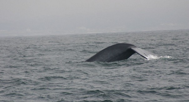 Military sonar can alter blue whale behavior, study finds