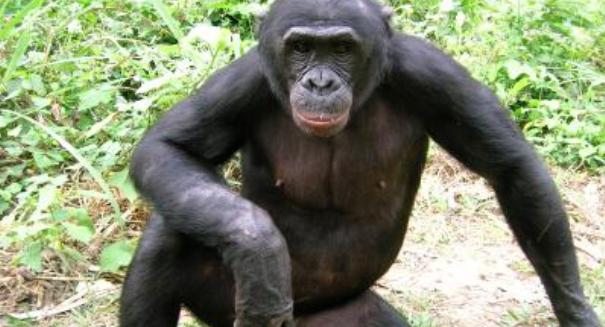 Forgotten ape threatened by poaching and forest loss, study reveals