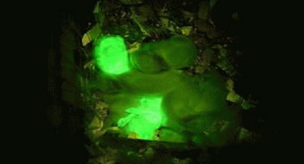 Scientists create glow-in-the-dark bunnies