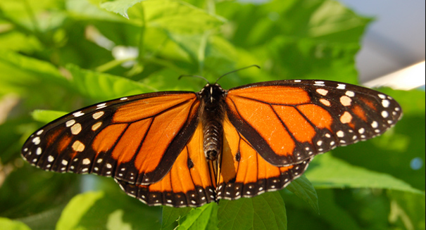 Monarch butterflies dropping dead, migration may disappear