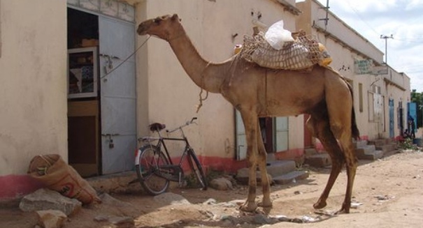 Deadly MERS virus may have spread from camels, researchers say