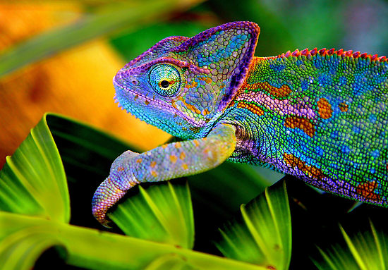 11 new chameleon species discovered in Madagascar