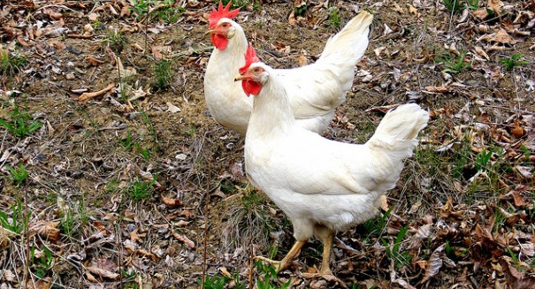 Sudden bird flu outbreak slams U.S. chicken, turkey industry