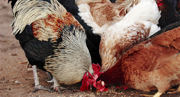 Kissing chickens have caused a salmonella outbreak