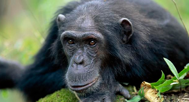Male aggression in chimpanzees leads to more mating success