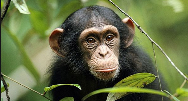 Two revolutionary new feeding habits observed among chimpanzee populations