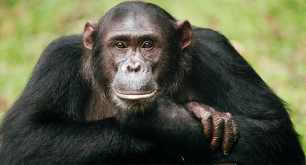 chimp