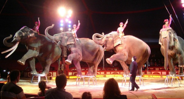 Is San Francisco trying to kick the circus out of town for good?