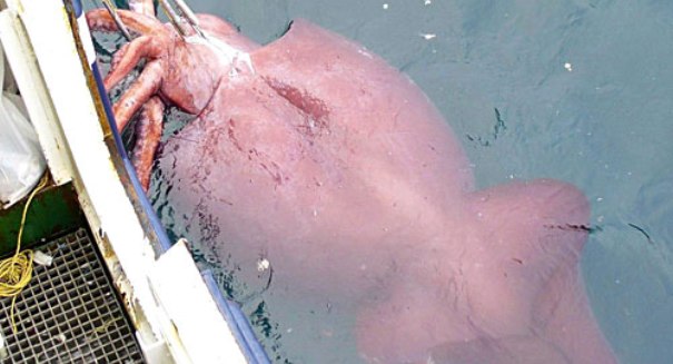 Rare colossal squid thawed for examination by New Zealand scientists