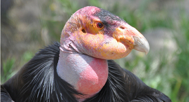 Experts shocked to find baby California condor in the wild