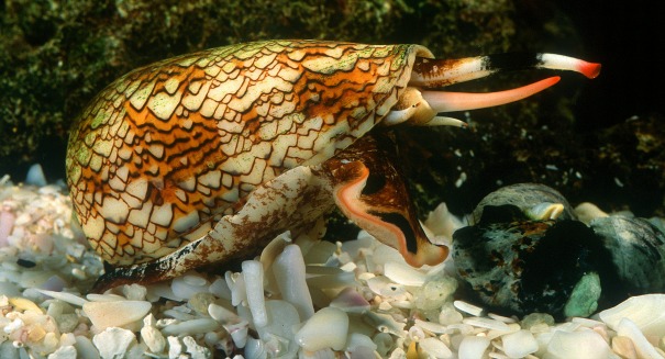 Cone snail venom — could it treat cancer and addiction?